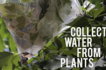 How to Collect Water from Plants